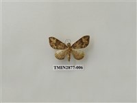 藏品(尺蛾605)的圖片